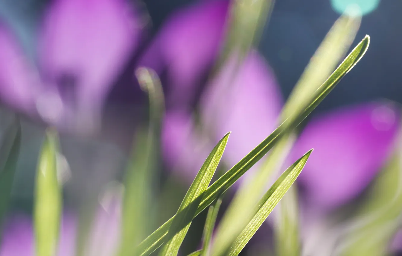 Фото обои трава, макро, цветы, размытость, солнечно, травинки