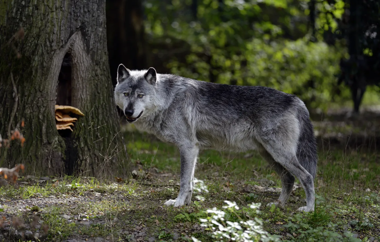Фото обои лес, природа, серый, волк, хищник