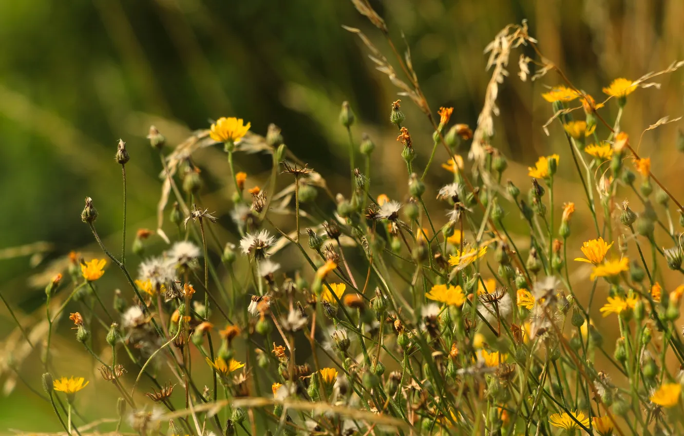 Фото обои flower, plants, meadow