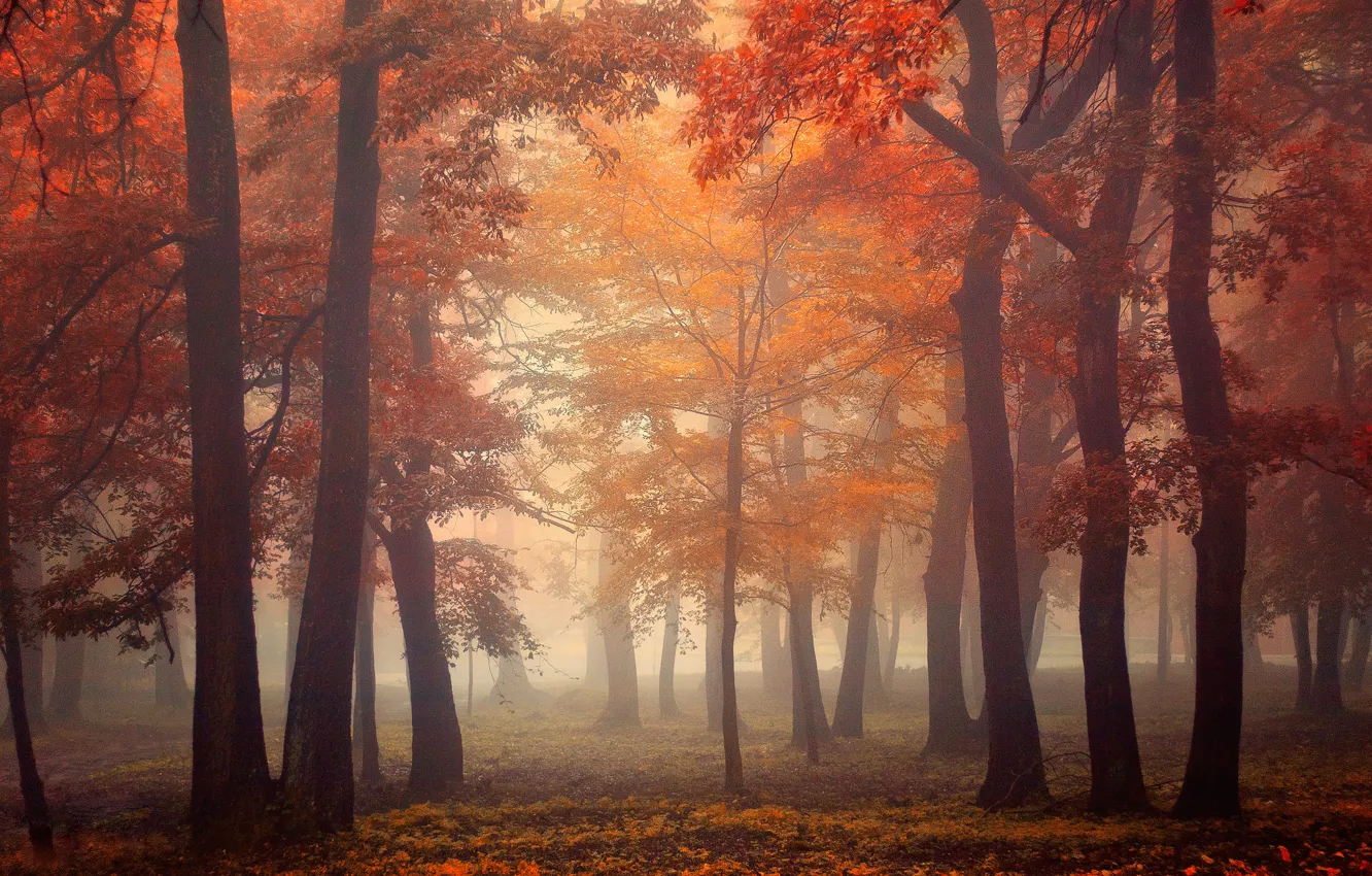 Фото обои осень, лес, листья, свет, деревья, туман, light, forest