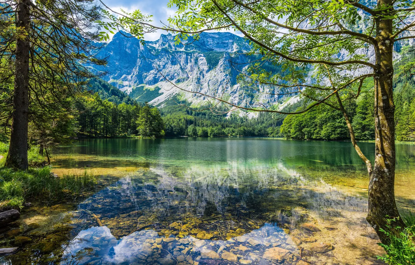 Фото обои зелень, лес, лето, вода, солнце, деревья, горы, ветки