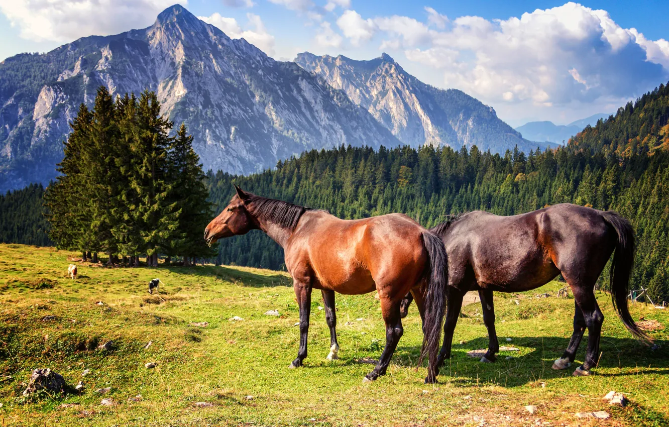 Фото обои лес, горы, кони, лошади, пара