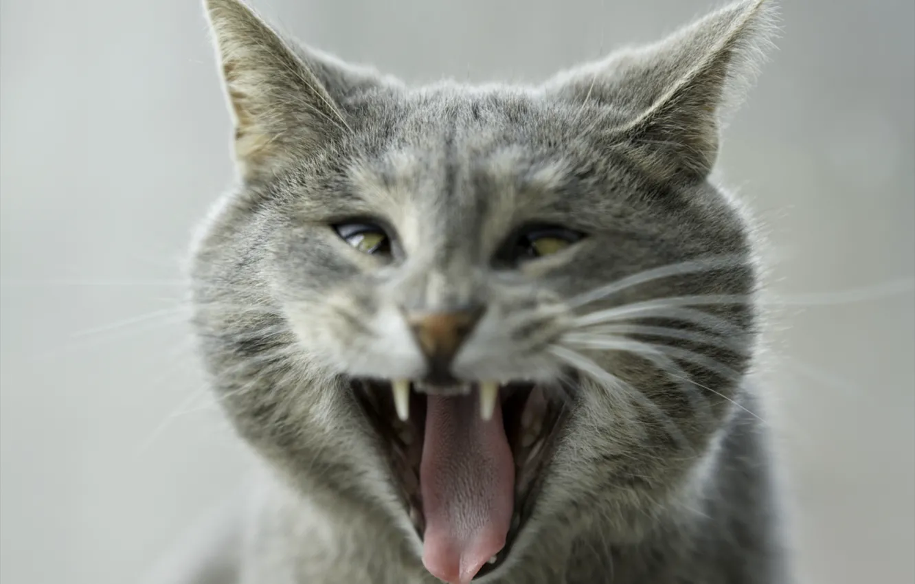Фото обои язык, глаза, кот, серый, пасть, зевает, смешной