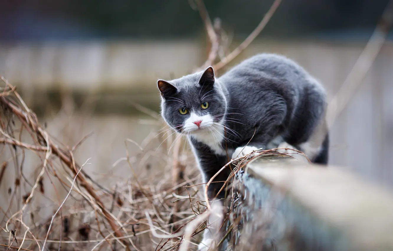 Фото обои кошка, кот, взгляд, морда, поза, серый, фон, забор