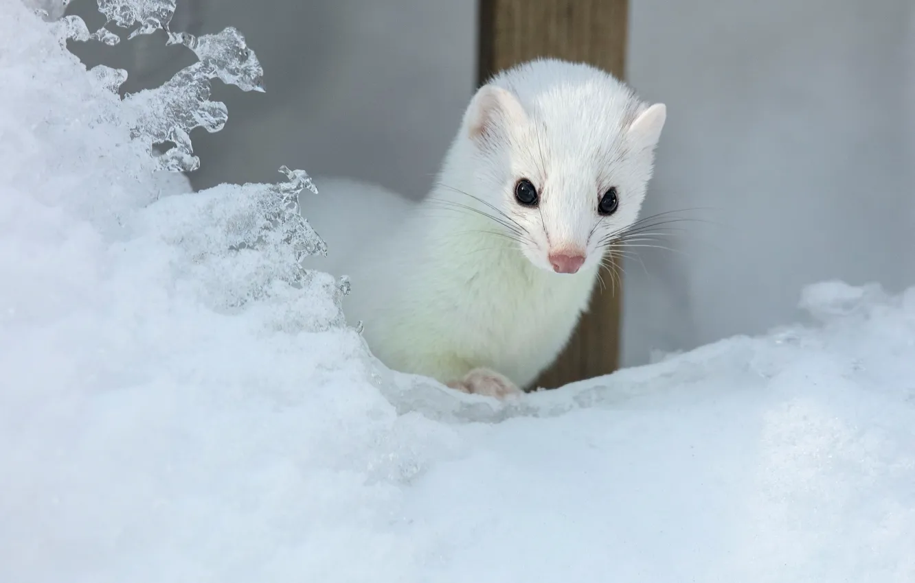 Фото обои зима, белый, взгляд, снег, мордочка, зверек, ласка, сугроб