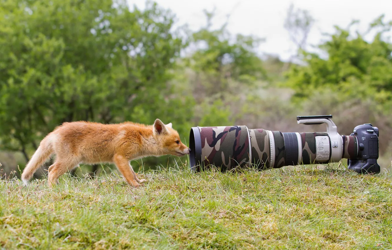 Фото обои трава, природа, животное, камера, фотоаппарат, лиса, объектив, любопытство