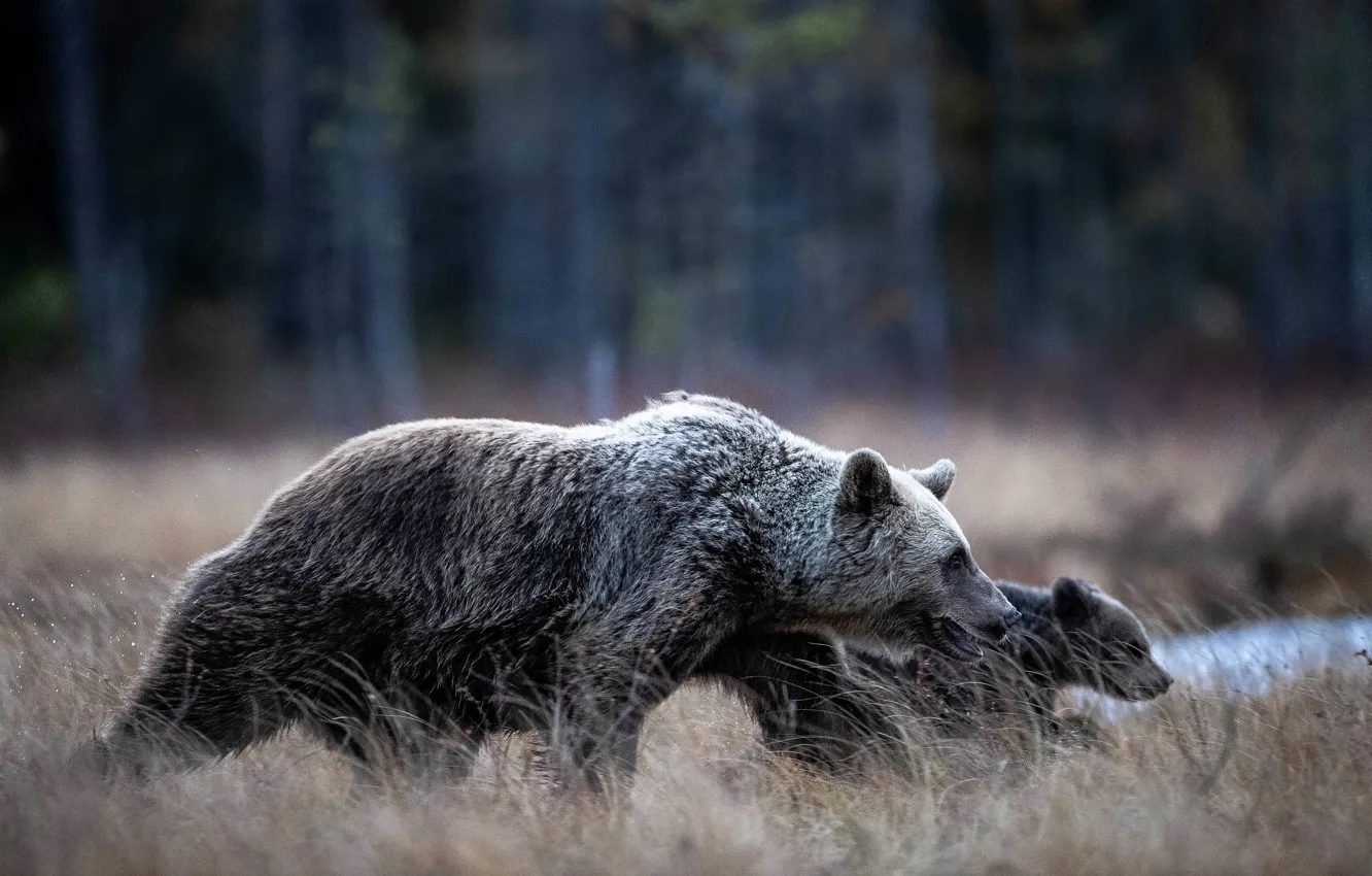 Фото обои лес, природа, медведь, профиль, медвежонок, прогулка, медведица