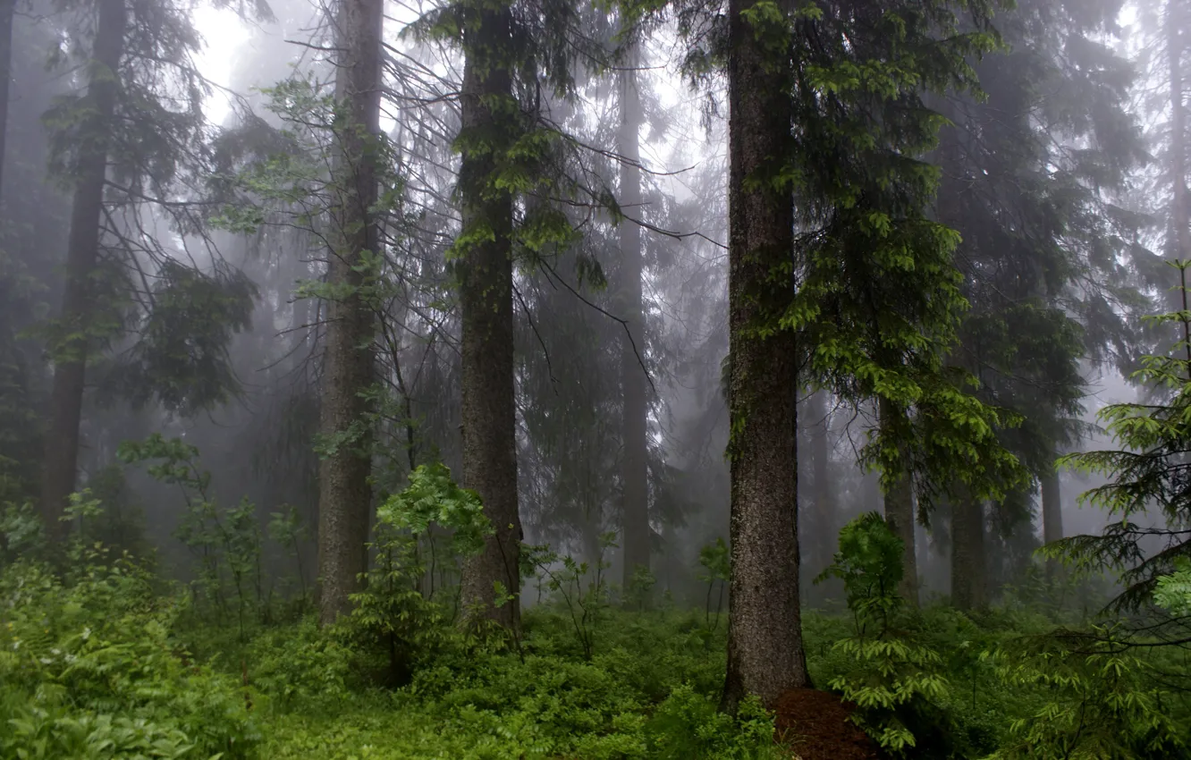 Фото обои лес, деревья, природа, туман