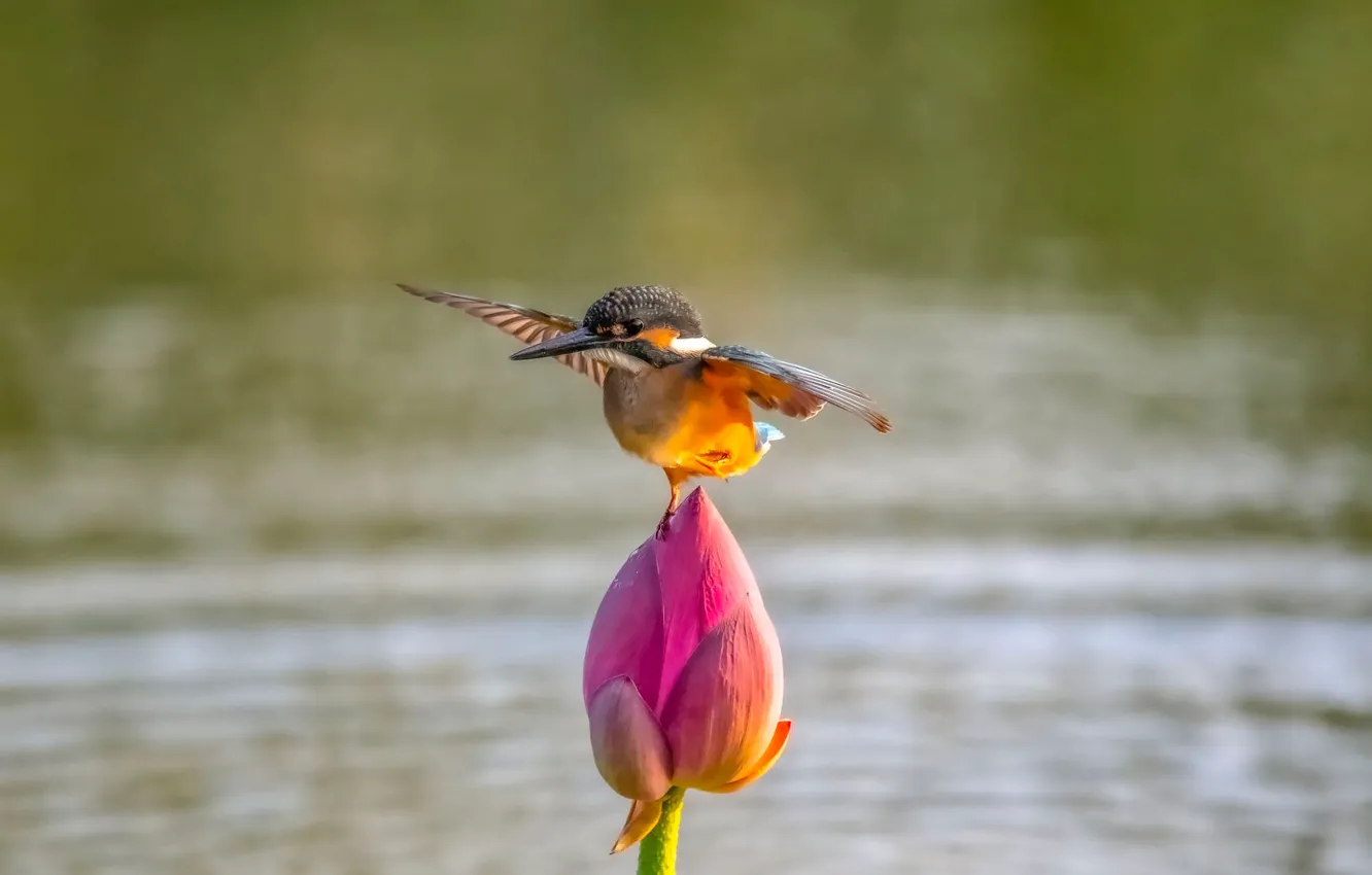 Фото обои цветок, вода, природа, птица, крылья, бутон, лотос, зимородок