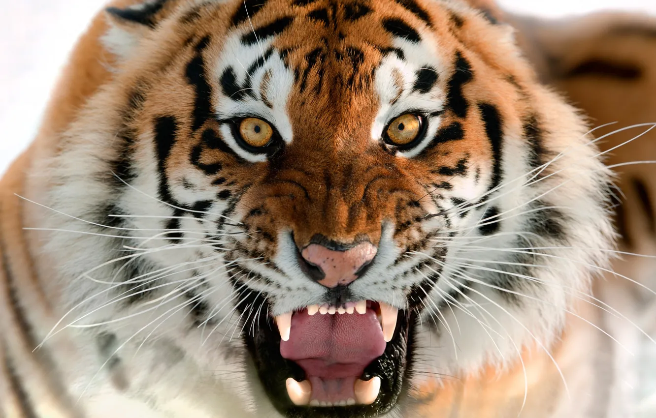 Фото обои кошка, морда, тигр, зубы, пасть, зверь, tiger, cat