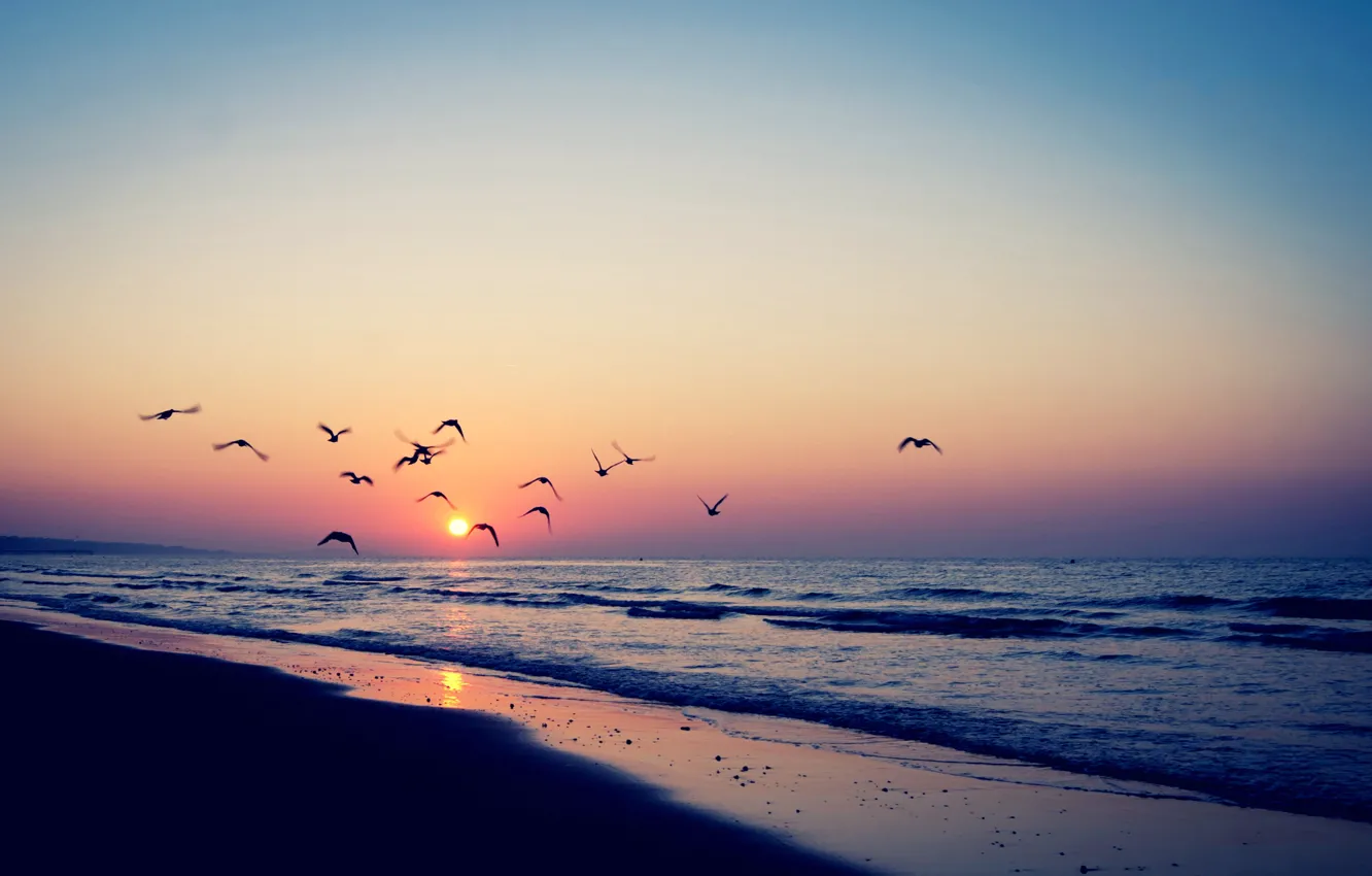 Фото обои море, закат, птицы