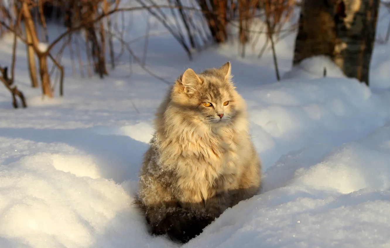 Фото обои зима, кошка, кот, взгляд, свет, снег, ветки, природа