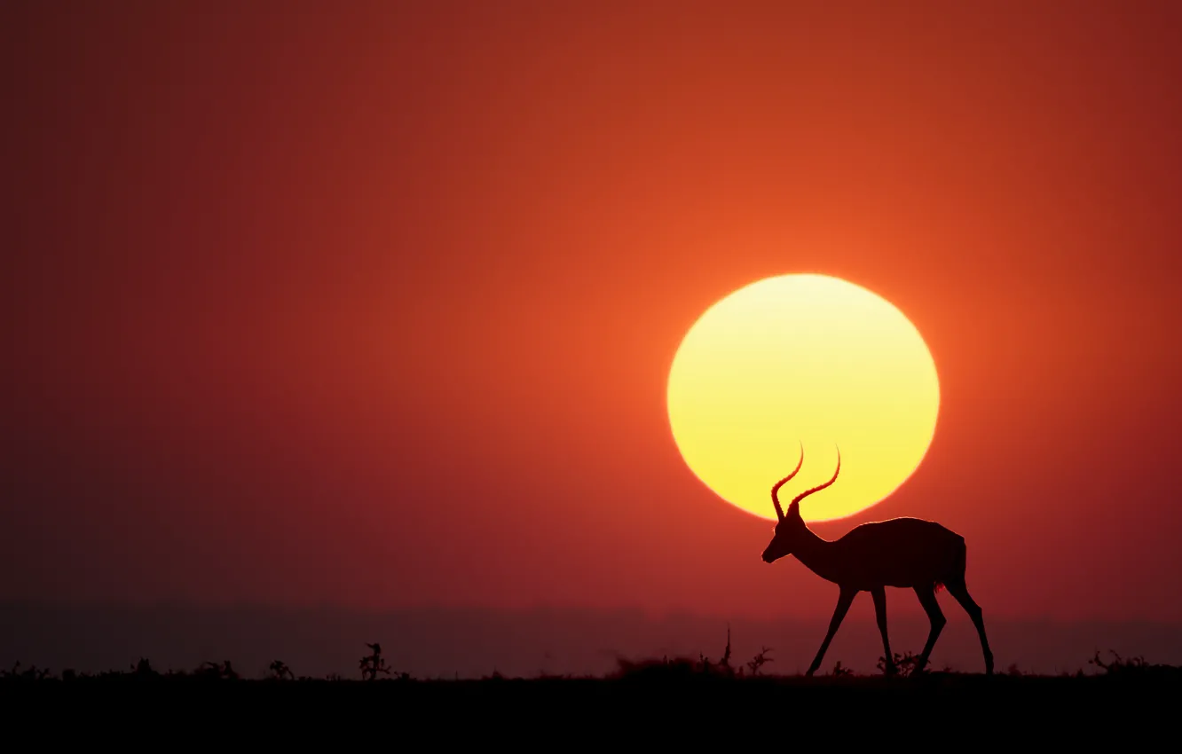 Фото обои Солнце, саванна, sun, savannah, антилопа, antelope, Renee Doyle