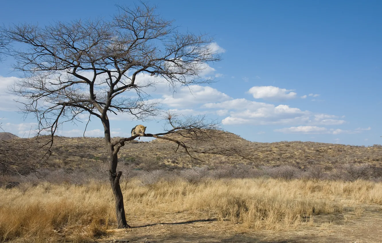 Фото обои саванна, Намибия, трапеза, поедание добычи на дереве, окрестности Виндхука (Windhoek), Düsternbrook Guest Farm, Африканский леопард …