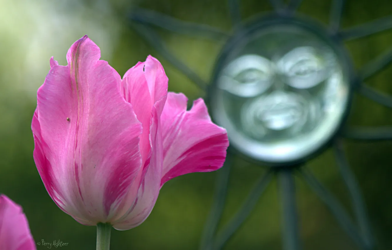 Фото обои цветок, солнце, макро, металл, розовый, тюльпан, весна, ковка