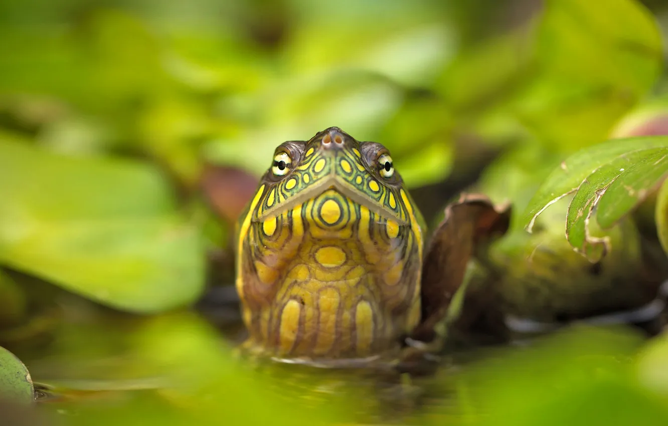 Фото обои глаза, листья, вода, природа, голова, красная болотная черепаха