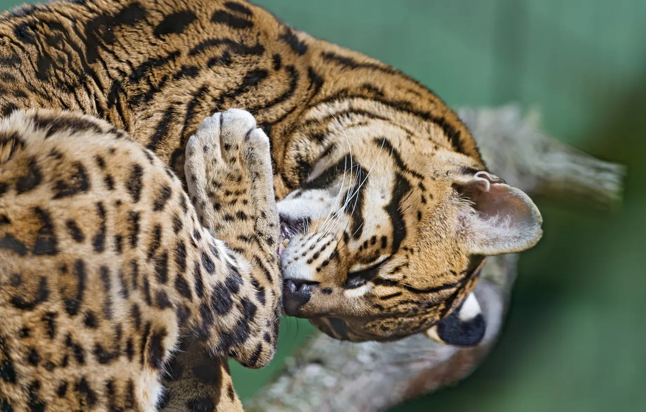 Фото обои кошка, умывание, оцелот, ©Tambako The Jaguar
