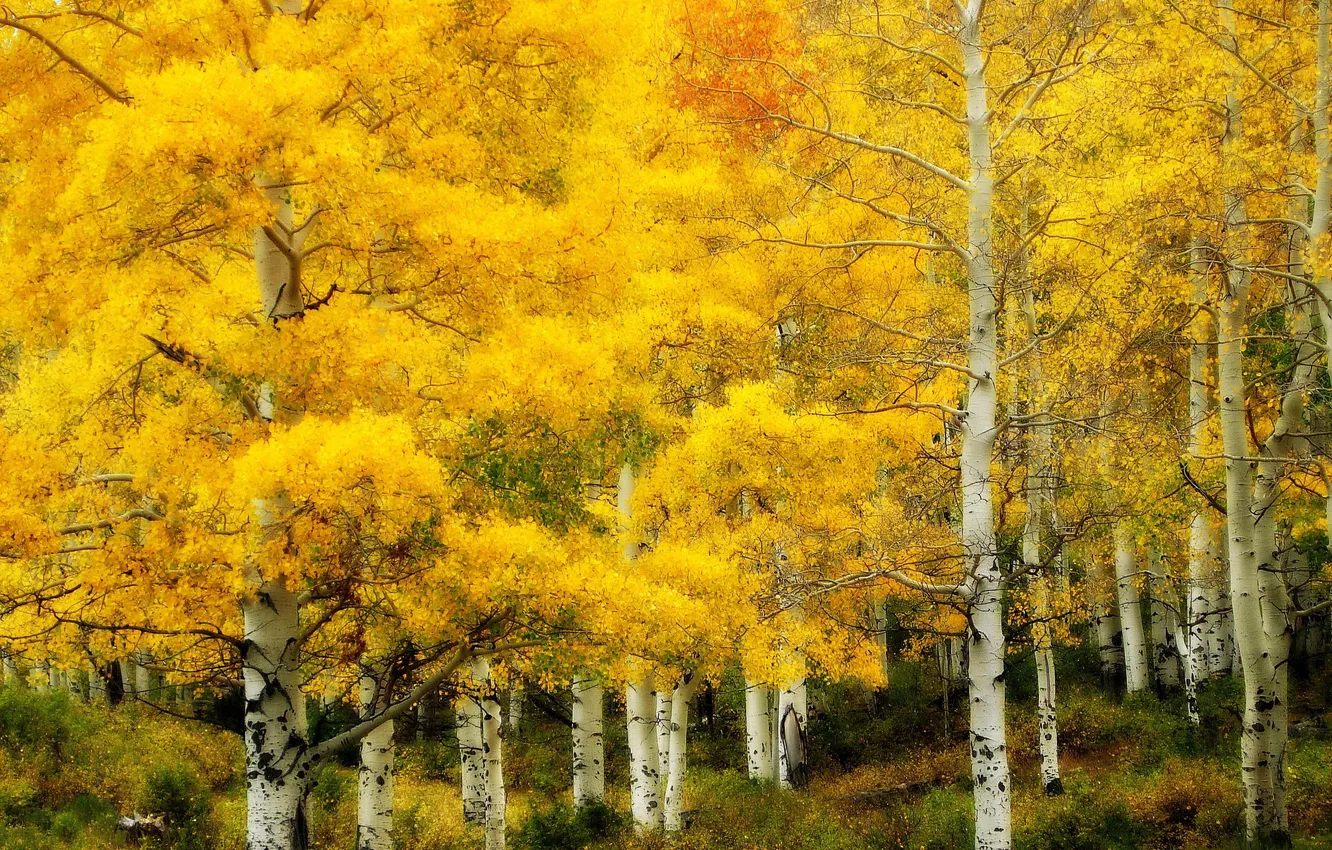 Фото обои осень, природа, золотая, берёзовая роща