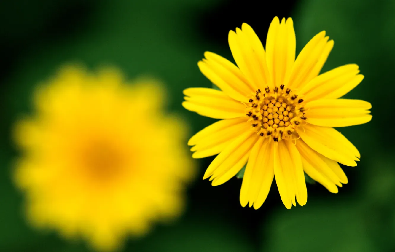 Фото обои цветок, жёлтый, фокус, резкость