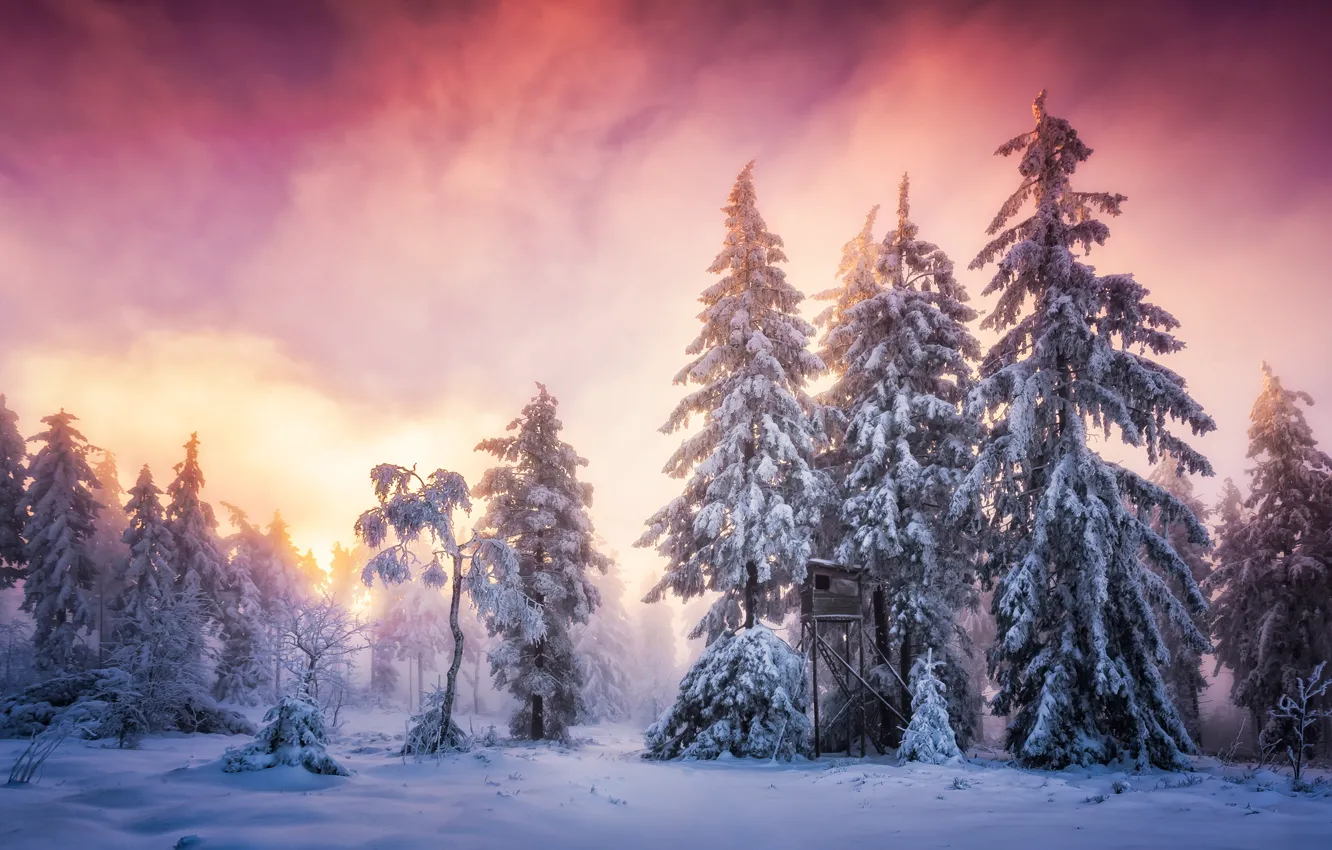 Фото обои зима, иней, лес, небо, облака, снег, пейзаж, туман