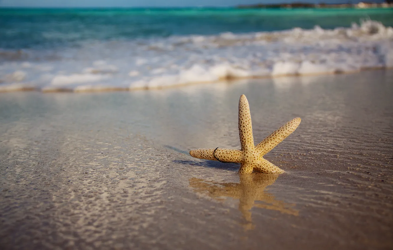 Фото обои песок, волны, пляж, природа, Море, морская звезда