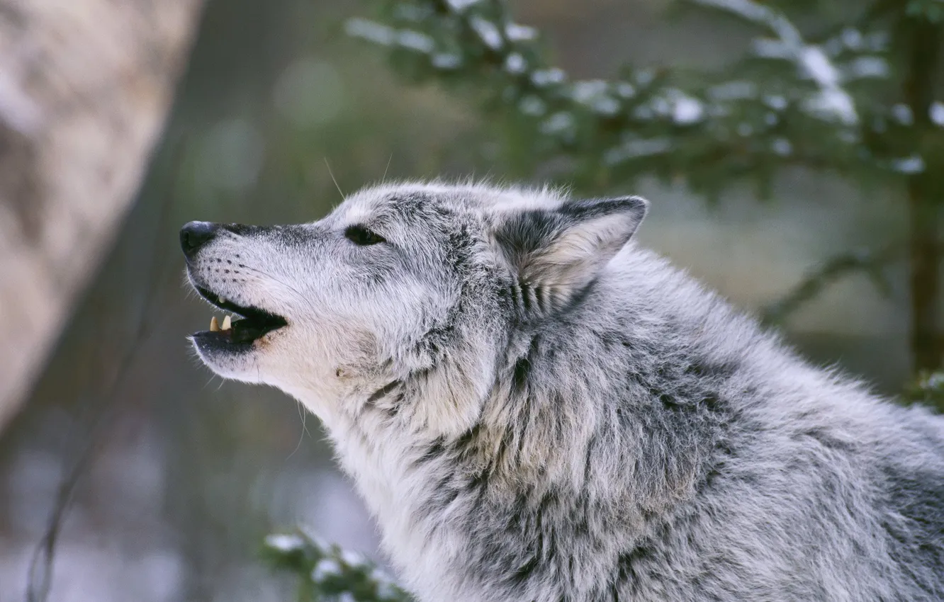 Фото обои nature, predator, animal, wolf, wildlife, portrait, portrait., Canis lupus. face