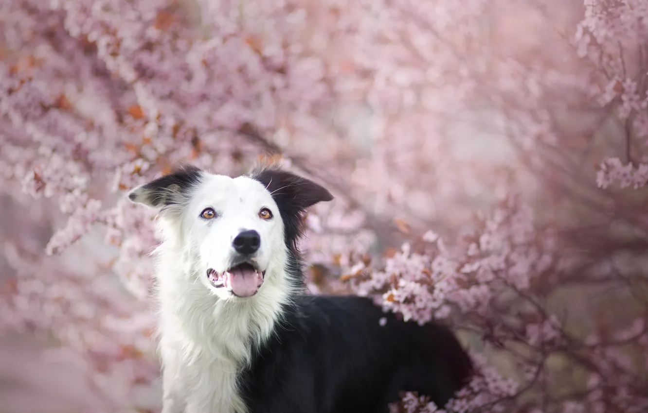 Фото обои розовый, собака, весна, цветение, нежно, бордер-колли, обои от lolita777