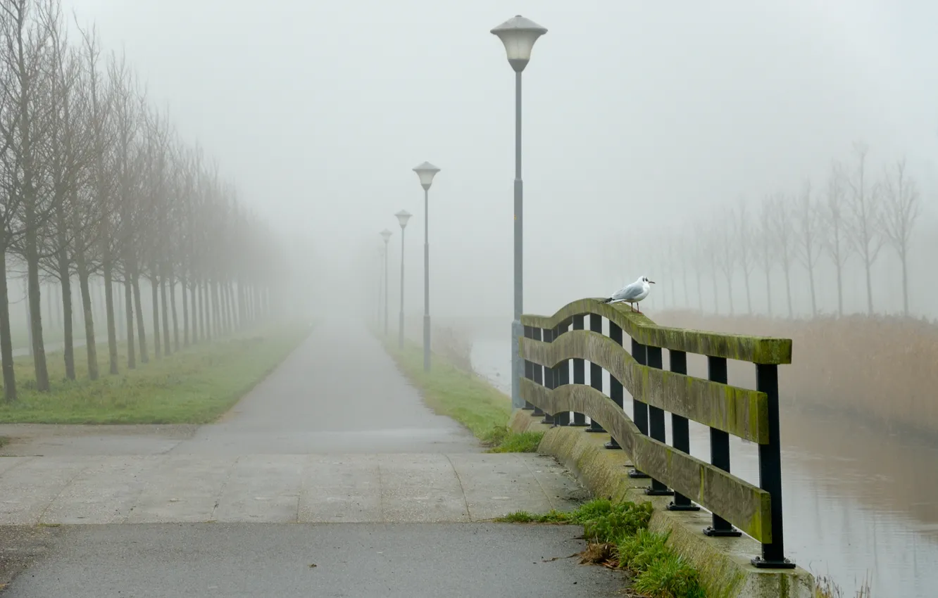 Фото обои дорога, вода, пейзаж, туман, птица