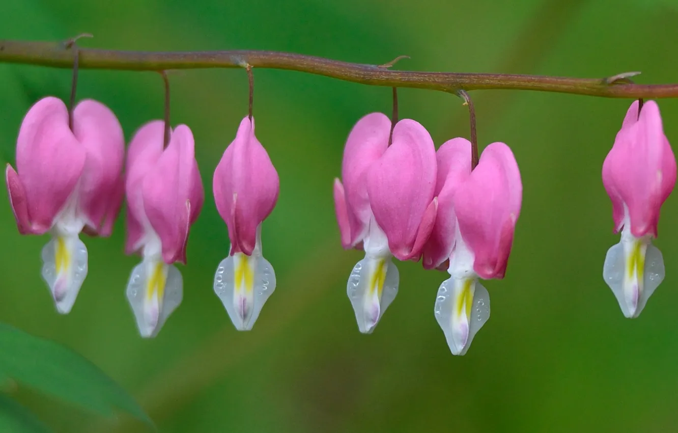 Фото обои капли, стебли, ветка, розовые цветы, drops, branch, pink flowers, stalks