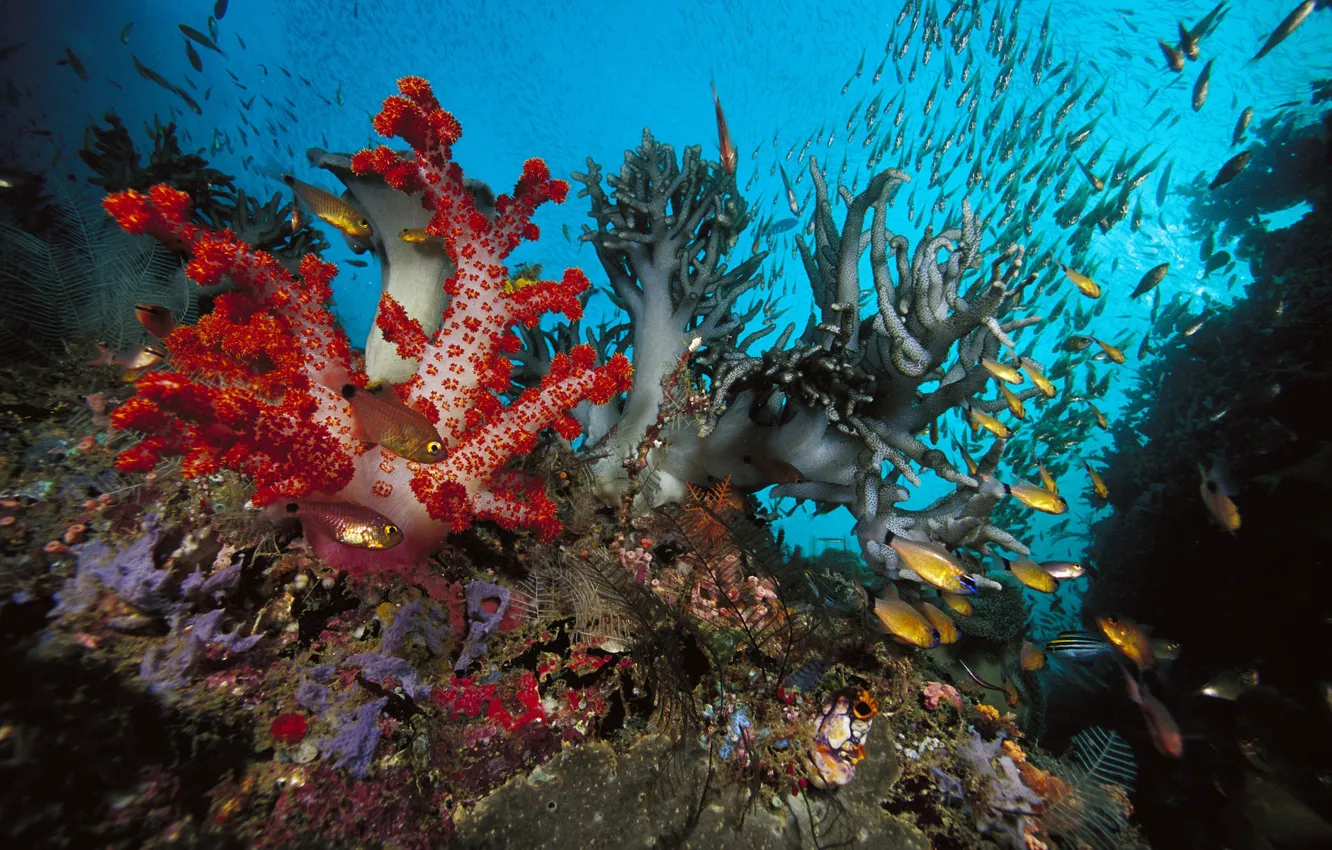 Фото обои рыбки, природа, океан, кораллы, под водой