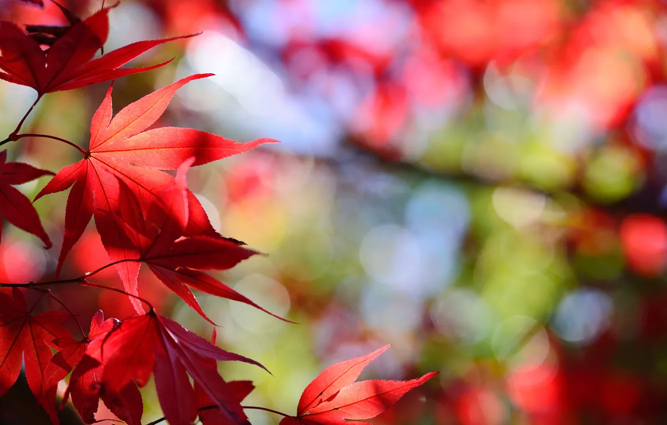 Фото обои осень, листья, природа, листва, красные