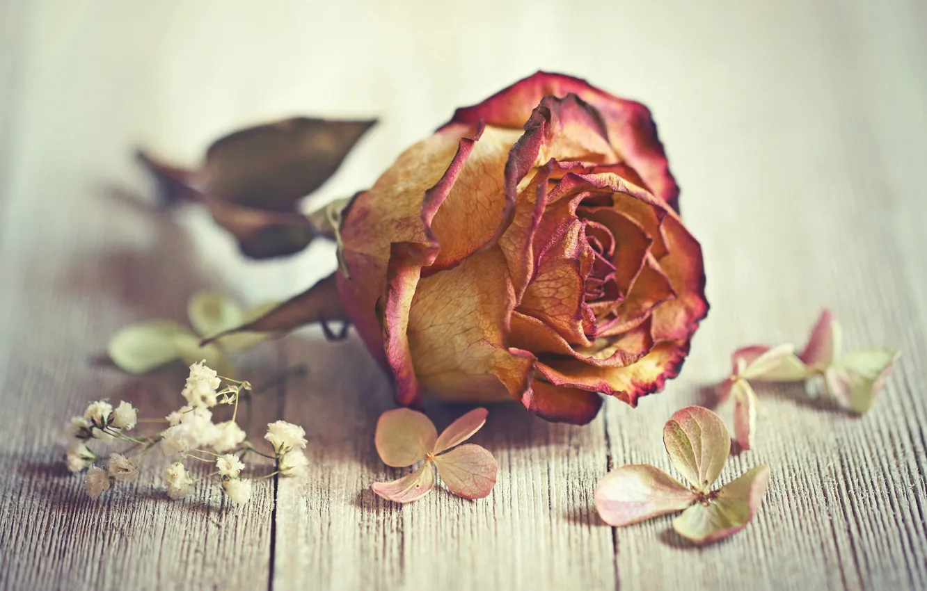 Фото обои макро, роза, гортензия