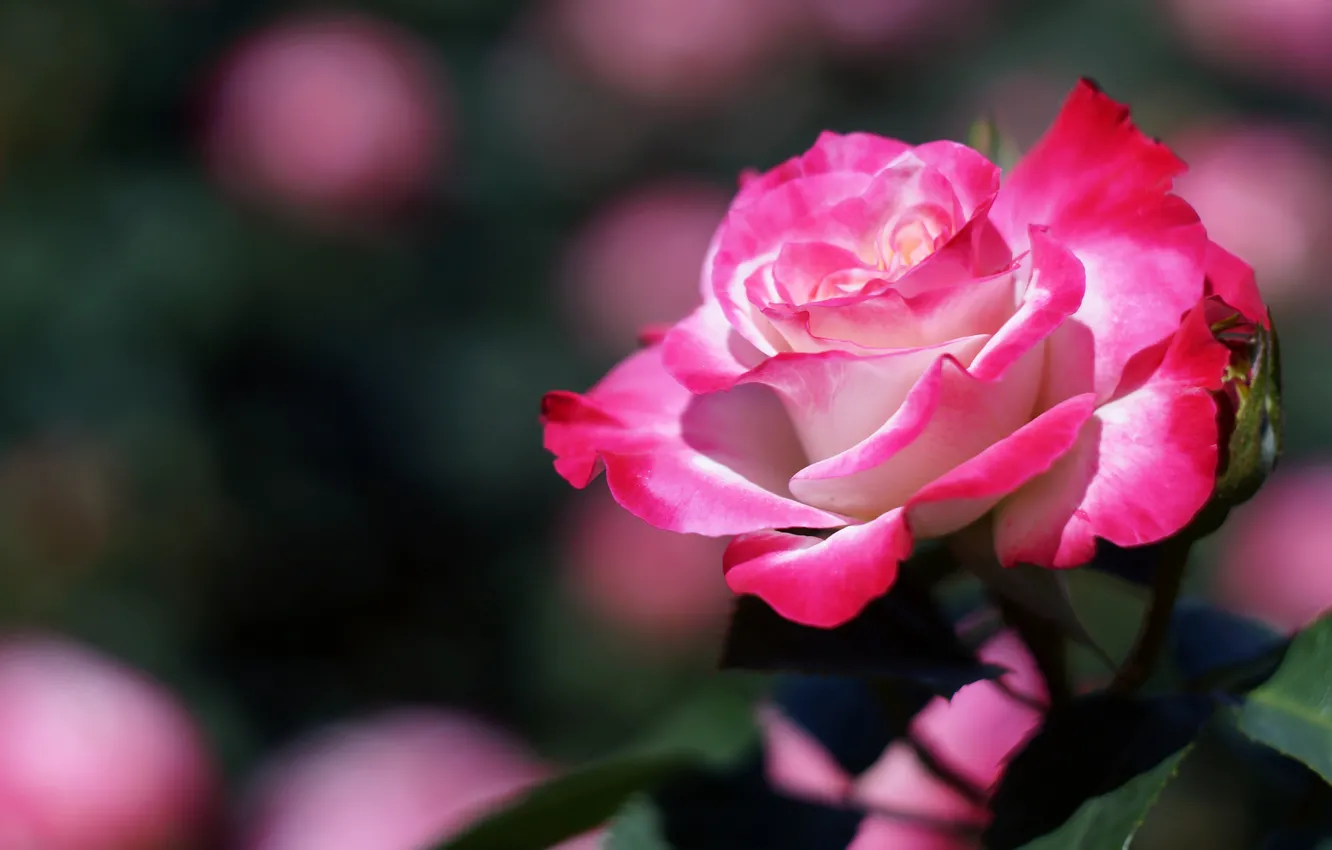 Фото обои цветок, фон, розовая, роза, лепестки, боке, яркая