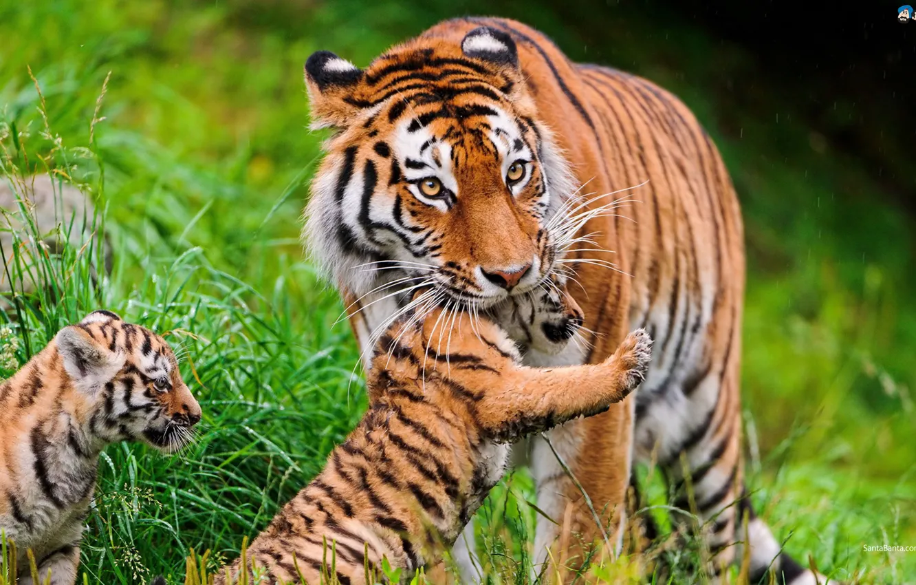 Фото обои Tiger, Strong, Pefect Killer