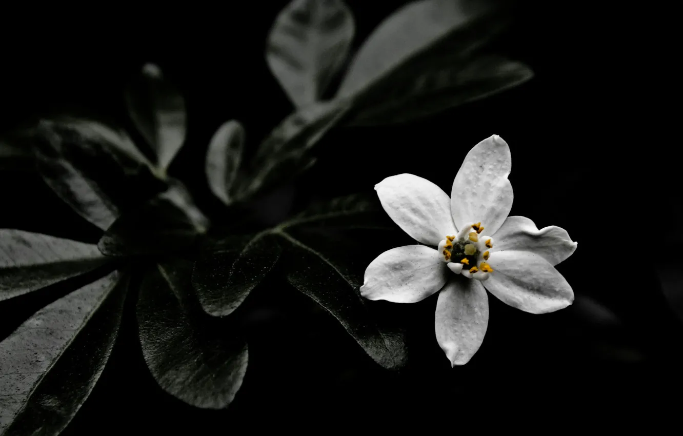 Фото обои dark, nature, flowers, White flower