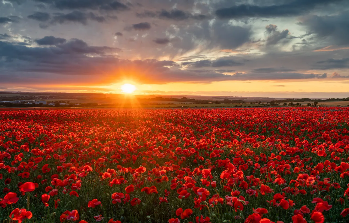 Фото обои поле, закат, цветы, Англия, маки, England, Wiltshire, Уилтшир