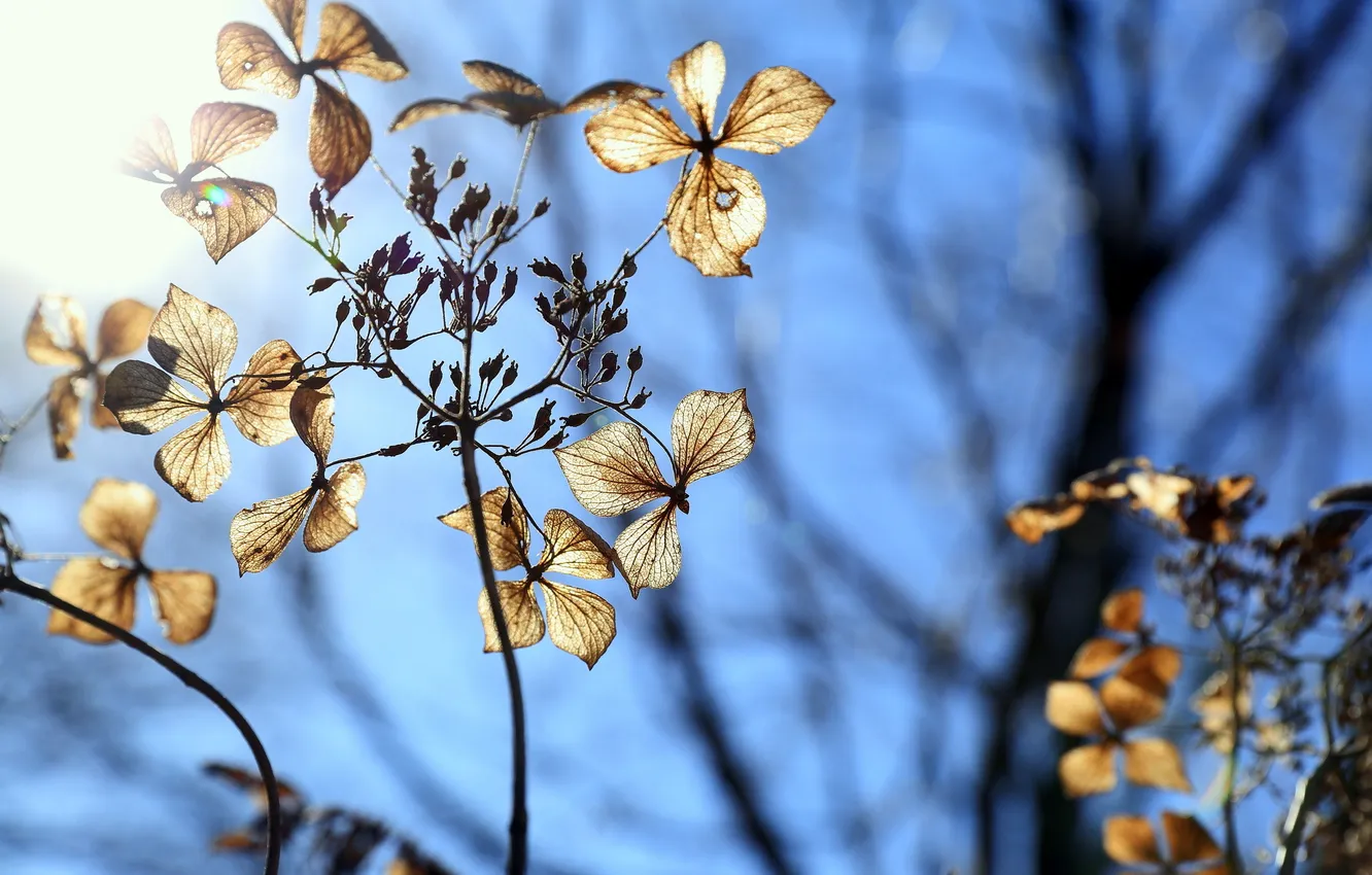 Фото обои flower, winter, blue sky, dry hydrangea