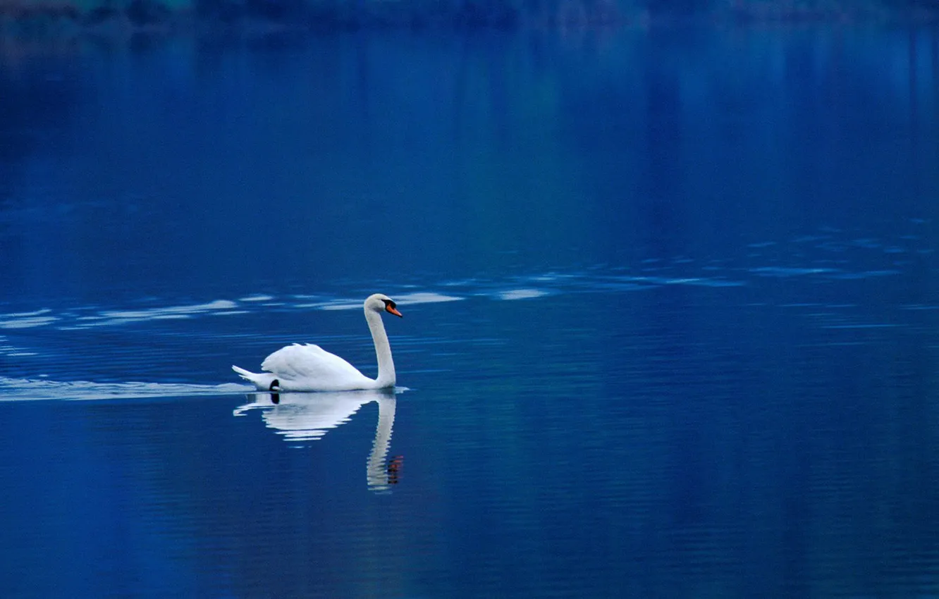 Фото обои вода, природа, обои, лебедь