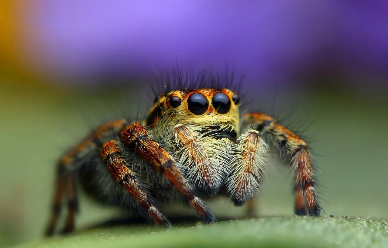 Фото обои spider, eyes, macro, animal, vegetation, Bagheera, spider Central America, Bagheera Kiplingi