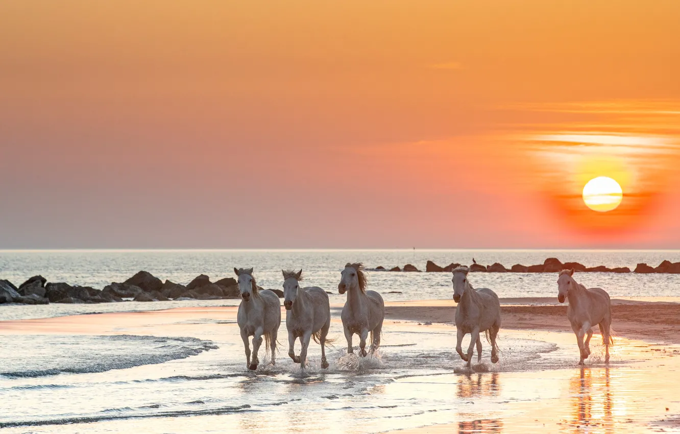 Фото обои море, солнце, закат, природа, рассвет, берег, кони, лошади
