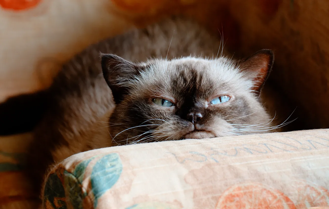 Фото обои кошка, кот, морда, темный фон, диван, портрет, злой, подушка