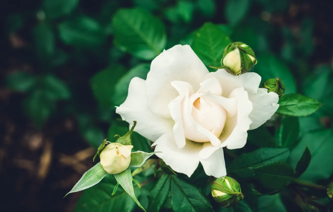 Фото обои роза, куст, белая, laimdota