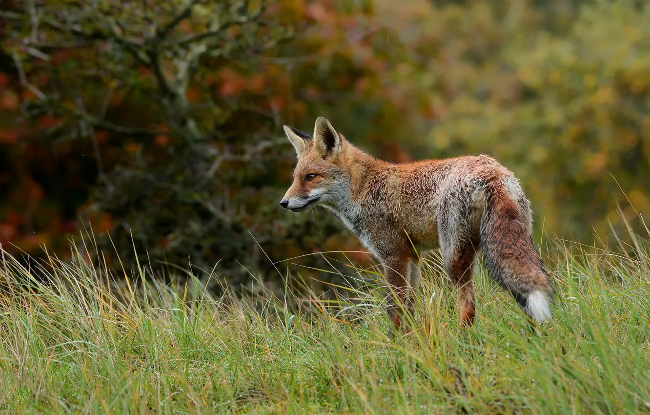 Фото обои осень, лес, трава, взгляд, природа, дождь, лиса, кусты