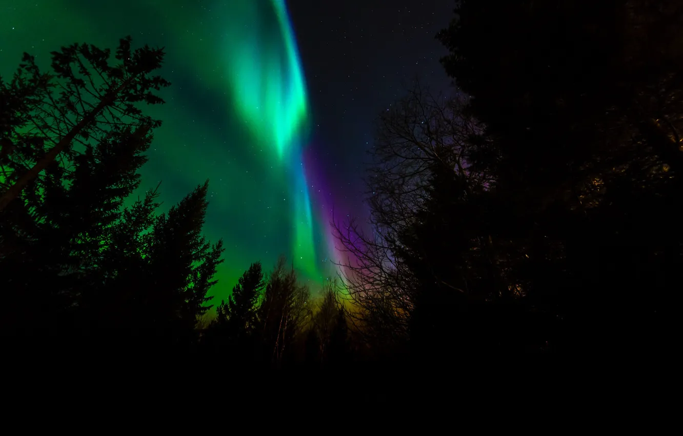 Фото обои деревья, ночь, северное сияние, силуэт, Норвегия