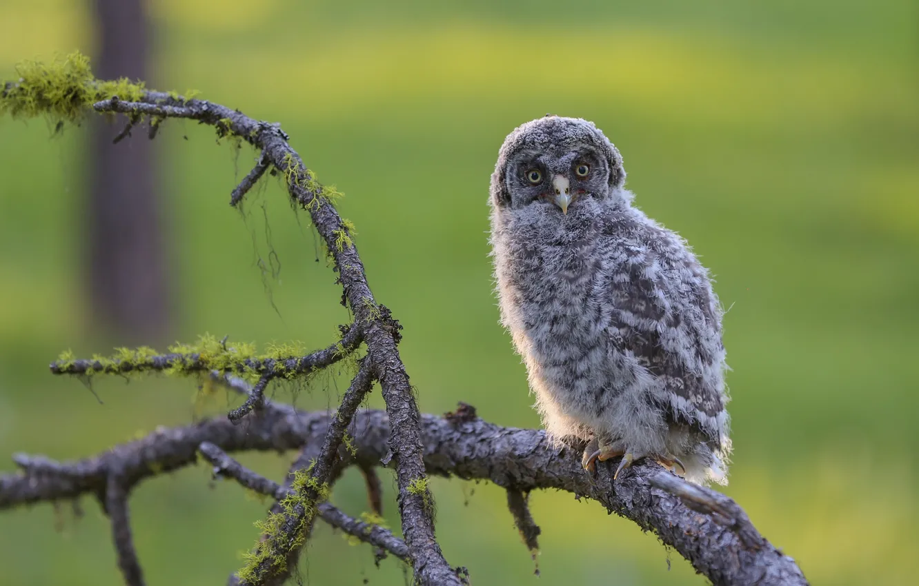 Фото обои деревья, ветки, фон, сова, птица, поляна, мох, детёныш