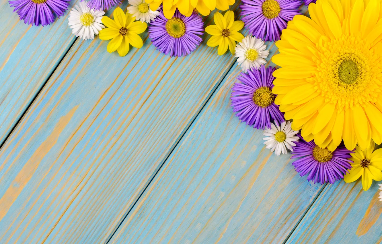 Фото обои цветы, фон, голубой, ромашки, герберы, yellow, wood, blue
