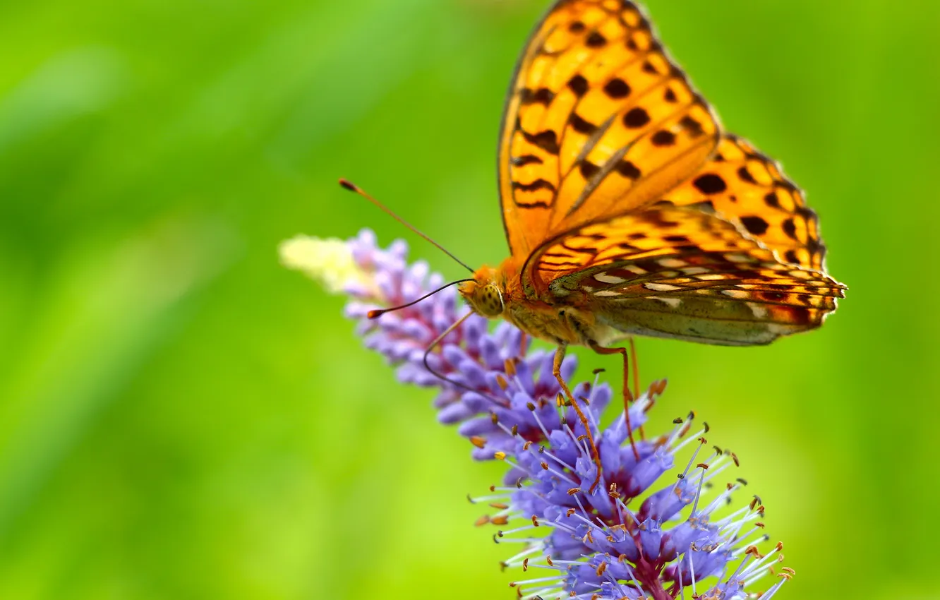Фото обои цветок, бабочка, крылья, размытость, сидит, усики