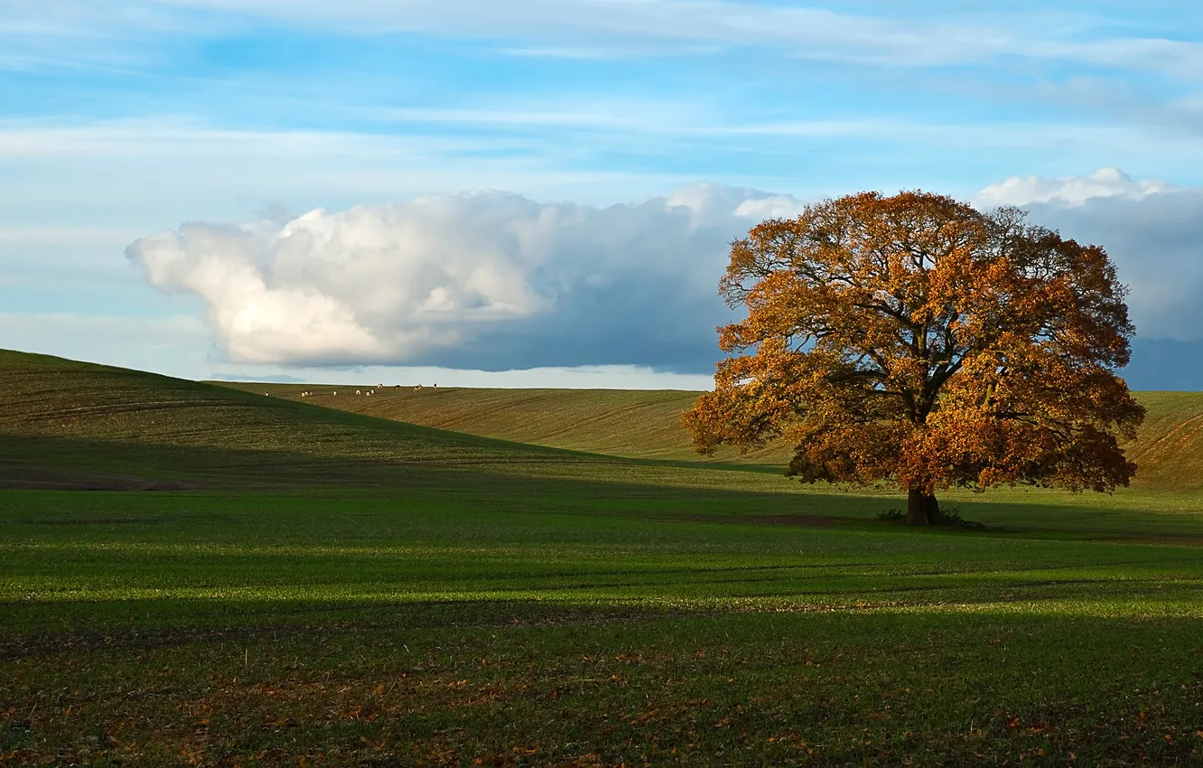 Фото обои поле, осень, дерево, Природа