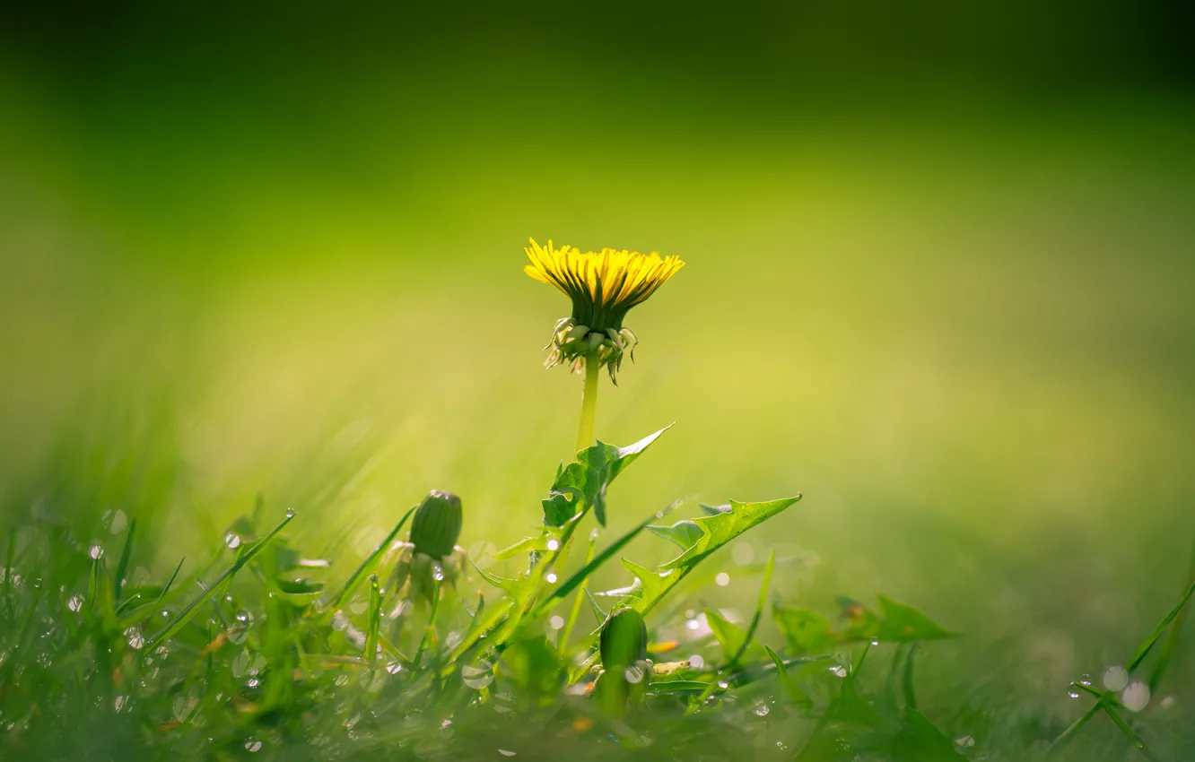 Фото обои grass, flower, field, buds