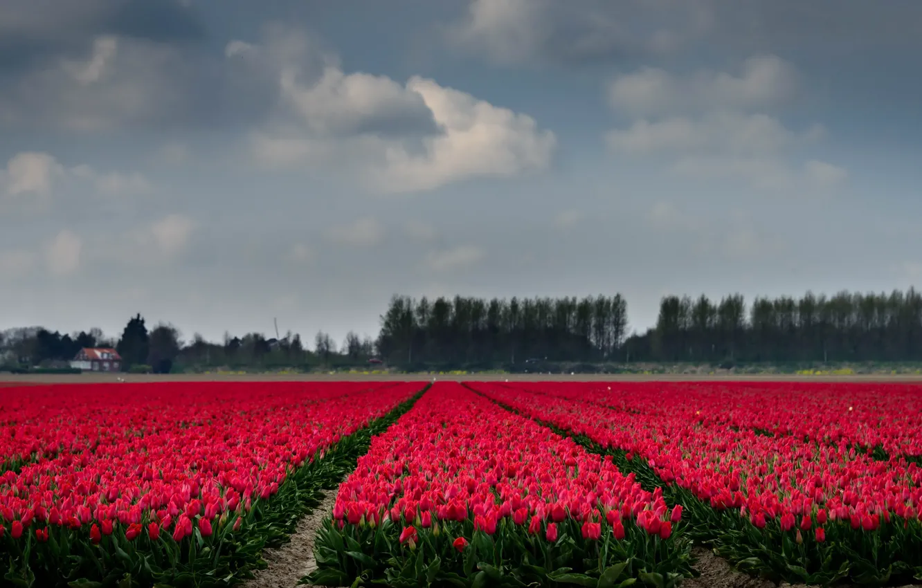 Фото обои поле, цветы, тюльпаны